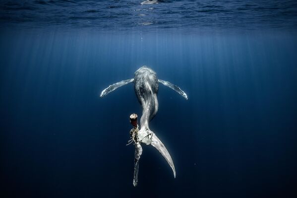 Лучшие фото акул, китов и других морских обитателей 2023