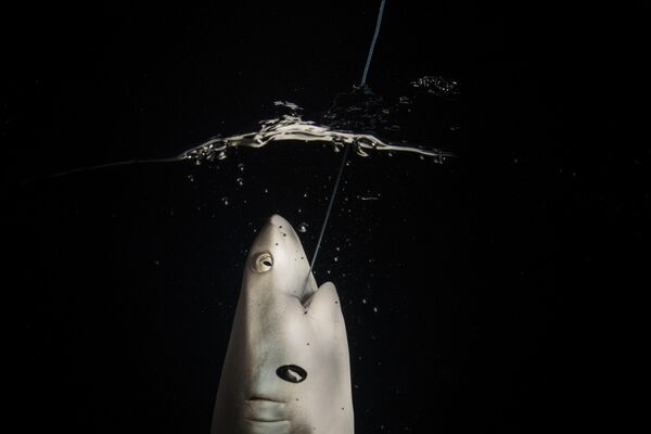 Лучшие фото акул, китов и других морских обитателей 2023