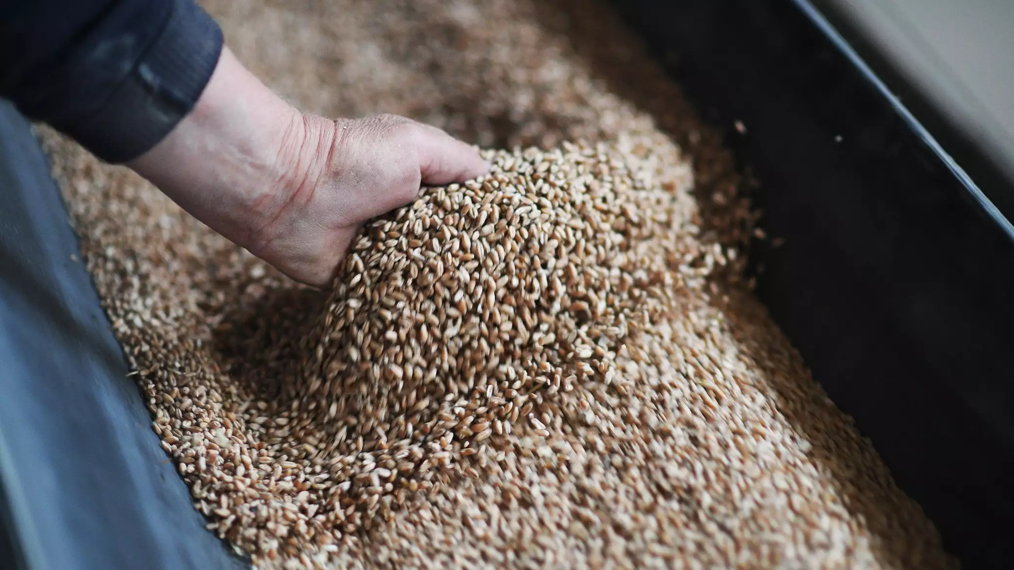 Египет ведет переговоры с банком из ОАЭ для обеспечения закупки пшеницы в Казахстане