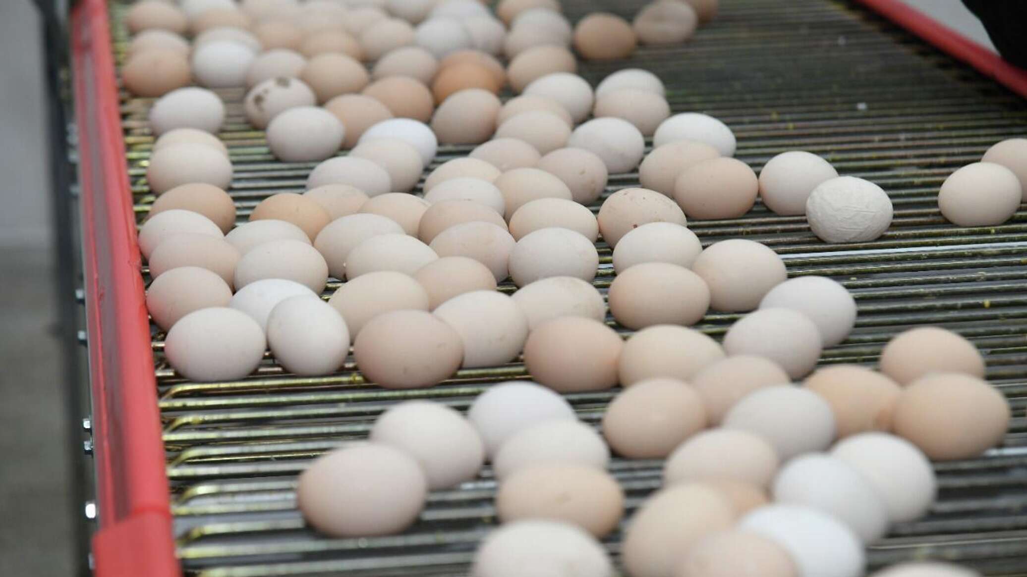 Яйца в Казахстане подешевеют после Пасхи